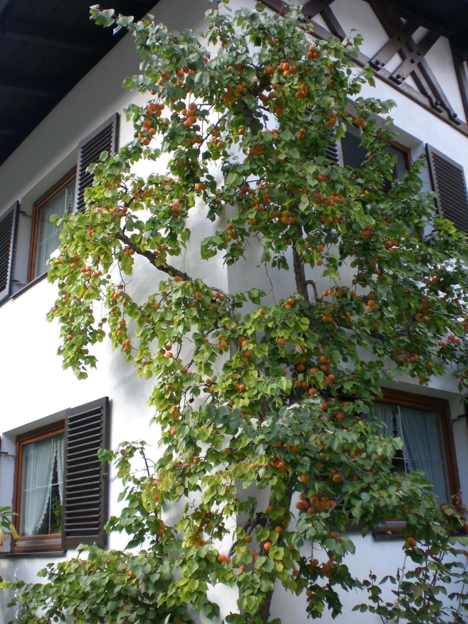 Ferienwohnung Familie Hoefler แลงเงนเฟลด์ ภายนอก รูปภาพ
